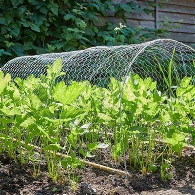 Garden 1/2'' Hexagonal Wire Netting 12M galvanised chicken wire mesh